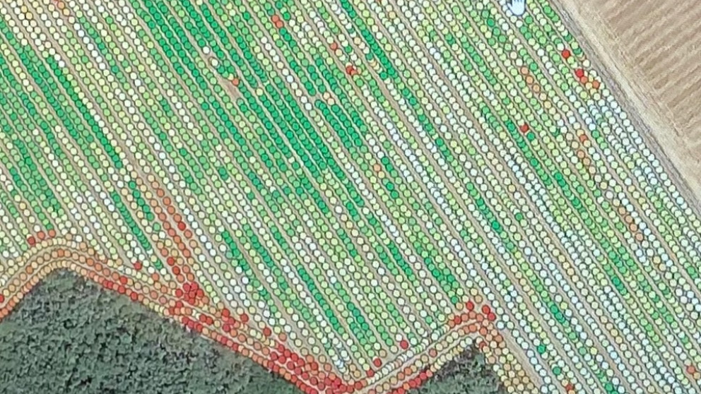 Farmers can use digital technologies to create yield maps like this to monitor the distribution and variability of their harvests.
